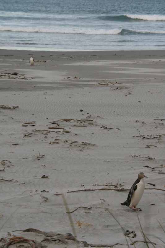 Nieuw-Zeeland 2011 - 2021